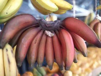 Platanos Morados, Rojos