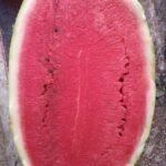 sandia