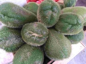 Chayotes Espinudos