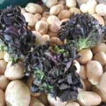 Lechuga Baby Sangria