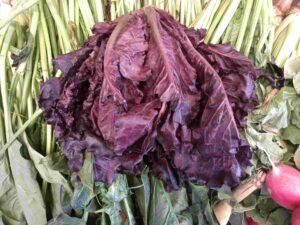 Lechugas Sangre de Toro