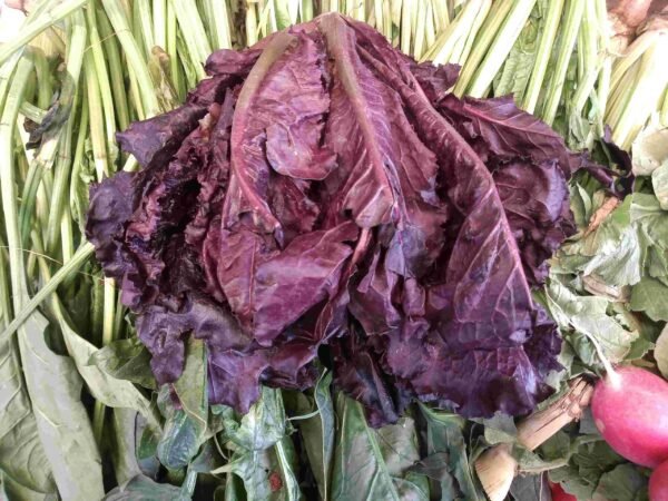 Lechugas Sangre de Toro