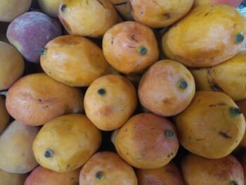 Mangos Criollos