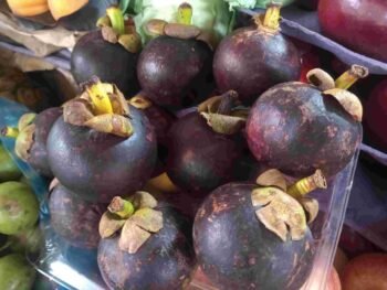 Mangostan, Mangostanes