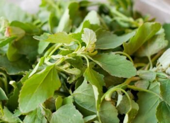 Quintoniles, Quelites