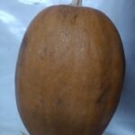 calabaza de castilla