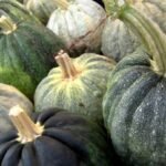 calabaza de castilla verde