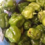 chile habanero