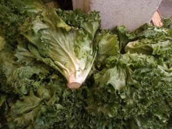 Lechugas Italianas, china.