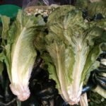 lechuga orejona