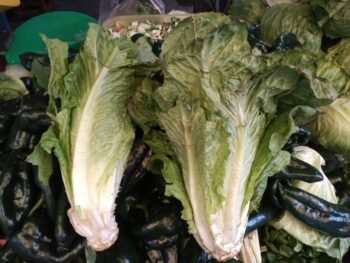 Lechugas Largas, Orejonas