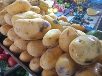Mangos Manilas Niños