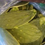 nopal