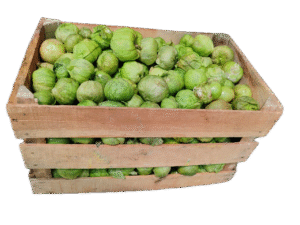 Caja de Tomate con 24kg aprox.