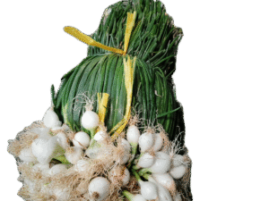 Manojo de Cebollas Cambray, cebollitas cambray