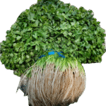 WhatsApp Image 2025-05-20 at 21.41.12 (1)