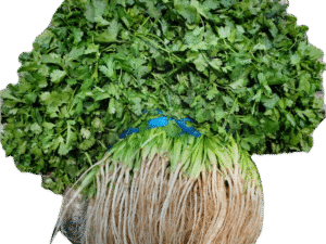 Manojo de Cilantro