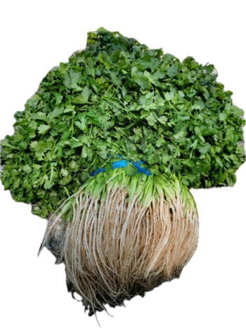Manojo de Cilantro