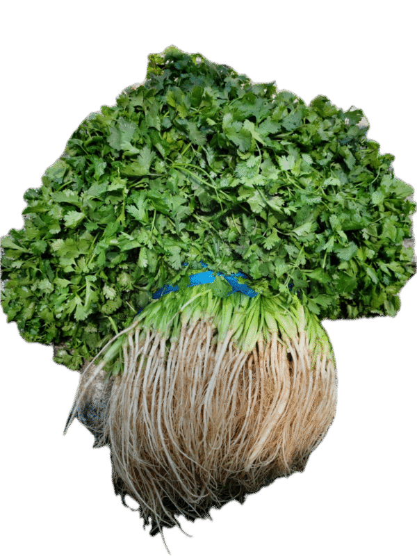 Manojo de Cilantro